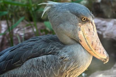 動物ずくめのシンガポールひとり旅 27 バードパーク 極彩色の鳥たちの部