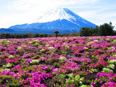 富士芝桜