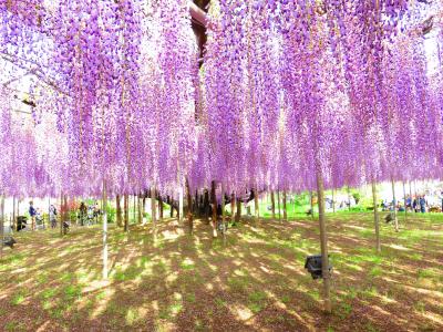 あしかがフラワーパークの藤の花