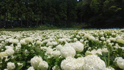 みちのくあじさい園