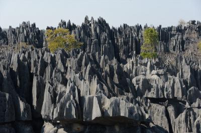 マダガスカル１０日間の旅（４）大ツィンギー・ハイキング（ベマラハ国立公園）