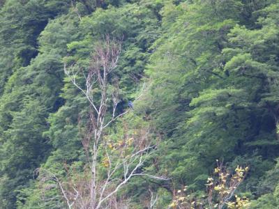 新潟県胎内市奥胎内で（新）探鳥どうでしょう、４日目。「明日帰っちゃうのに、アカショウビンが見れなかったら、ヤバイよ・YABAIYO・・・」。