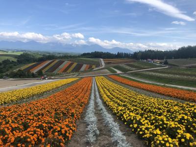 札幌、富良野、美瑛1泊2日（2日目）