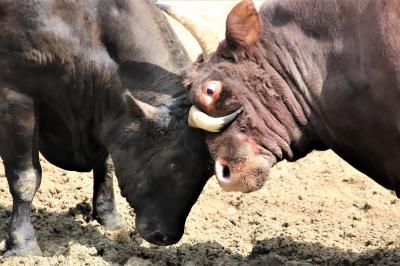 越後山古志闘牛場で5度目の闘牛観戦