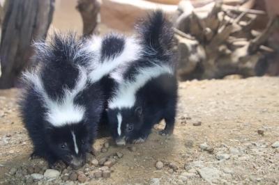 車デビューの福島と栃木レッサーパンダ遠征（６）那須どうぶつ王国：王国タウンはどれも外せない～北米ゾーンではHello！スカンクBabyたち