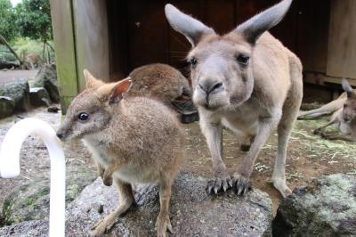 車デビューの伊豆のレッサーパンダ遠征（５）伊豆シャボテン動物公園（２）エサをねだるひとなつっこい子たちにメロメロ