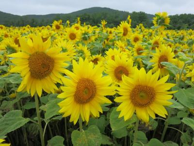 久しぶりの故郷で親子で温泉♪