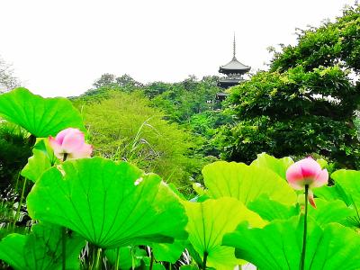 鯉に餌やり　楽しいね♪　三渓園の鯉は密　