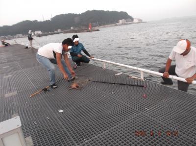 豊浜釣り桟橋８月　もうサバが１個も来ない