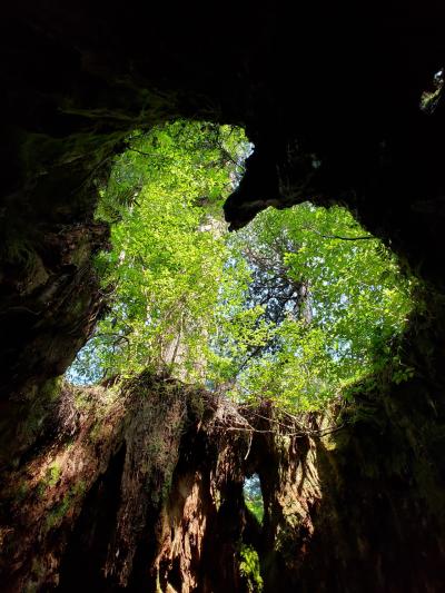 コロナ渦の屋久島＆種子島の旅★屋久島3泊4日編★2020.8