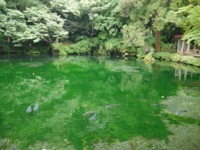 出流原弁天池湧水☆おぐら屋☆どまんなかたぬま☆2020/08/07