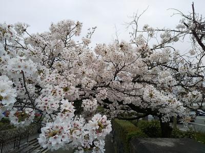 京都の桜を求めて2020---ANAクラウンプラザ京都