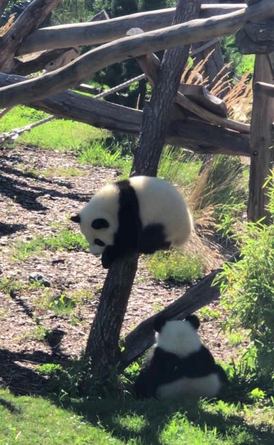 やっと双子のパンダの赤ちゃんと対面！ブルジョワな朝食も楽しんだベルリン！