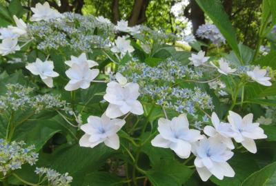 2020初夏、庄内緑地公園と鶴舞公園(6完)：鶴舞公園(2)：花菖蒲園、紫陽花ロード