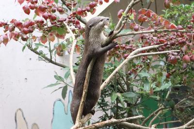 智光山公園こども動物園に梅雨明け前の７月末に～コツメカワウソ８頭のむしゃむしゃタイム＆今年最後の求愛クジャク＆エミューの赤ちゃん名前はぱん