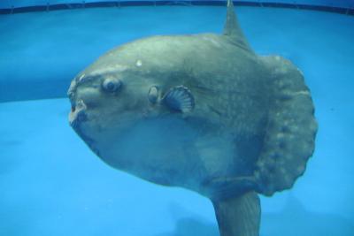 子供と水族館めぐり！う～マンボウ、茨城大洗水族館。