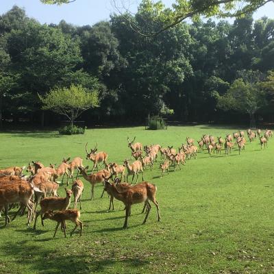 百舌鳥古墳群遊覧飛行と奈良・飛鳥の旅　4日間　４日目