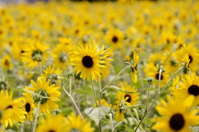 馬見丘陵公園のヒマワリを楽しむ