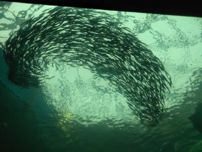 大雨の中、下田温泉家族旅行(2)