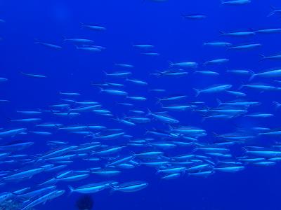 コロナ前の最後の沖縄(出発~2日目まで)