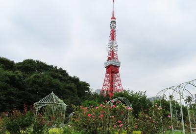 Japan 病院の待ち時間に芝公園へ3　　　　　～ミツバチばあやの冒険～