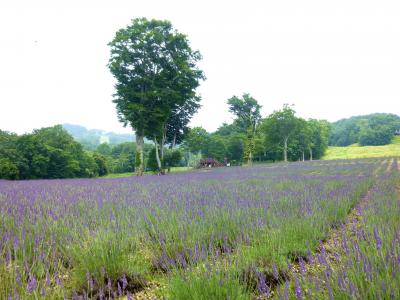 たんばらラベンダーパークで今年の夏！