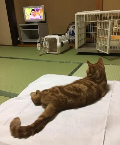 ☆念願の 猫付き旅館 まいきゃっと  に宿泊して鎌倉へ☆       看板猫のいるお宿①