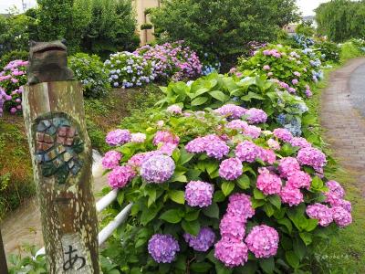 神奈川県の旅〈１〉大雄山最乗寺と開成町のあじさい、翌日は丹沢湖へ