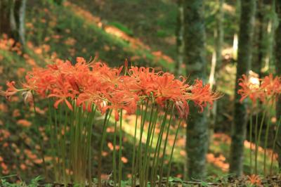 山肌をオレンジに染める大栗山のオオキツネカミソリ♪花言葉は妖艶