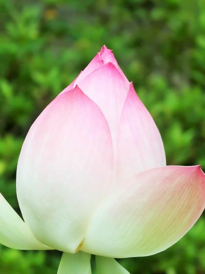 奈良県26　西ノ京ｇ 　唐招提寺 聖なるの花-蓮-色いろ咲いて　☆よしむら-お昼セット賞味