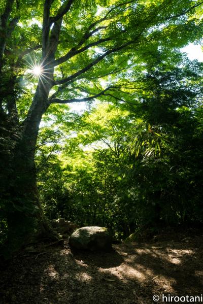 やっと行けた新緑の香嵐渓