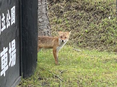 2020年8月　北海道10日間（5）4日目　釧路湿原～厚岸～霧多布岬で野生のラッコ