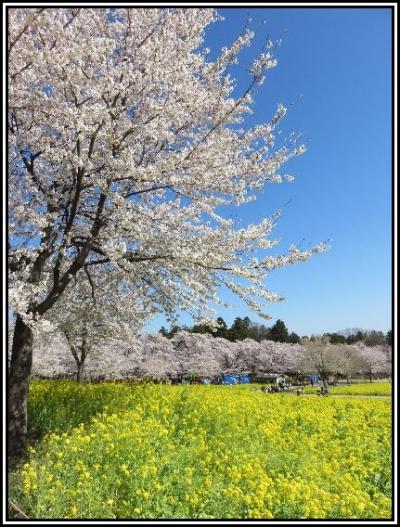 千本桜、猿ヶ京温泉へ。