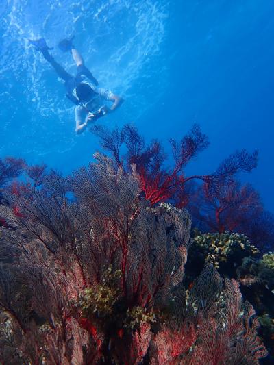 真夏の八重山諸島 夏旅2020 黒島編