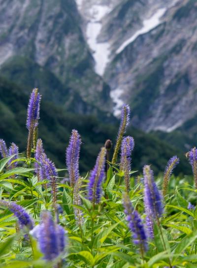 唐松頂上山荘ピストン01: ほんとのぼっち登山。お花に励まされながら少しずつ行く