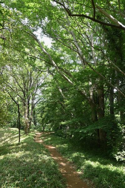 夏の佐倉城址公園