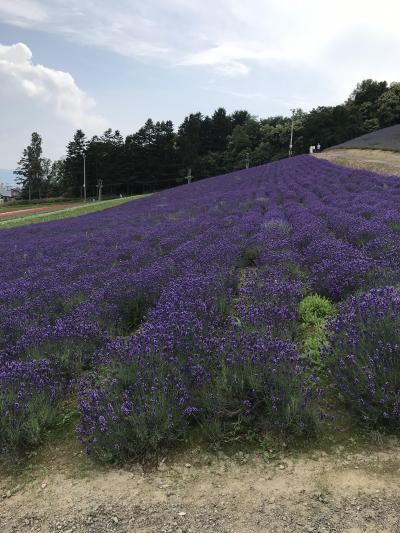 北海道（札幌～富良野～網走～知床～阿寒湖）旅行（１）