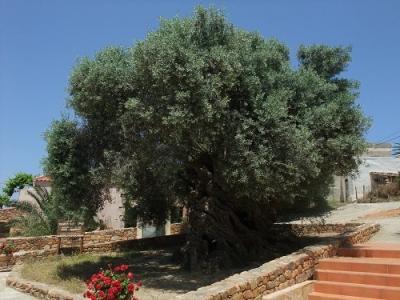 クレタ島ヴーヴェスで最古のオリーブの木を拝む