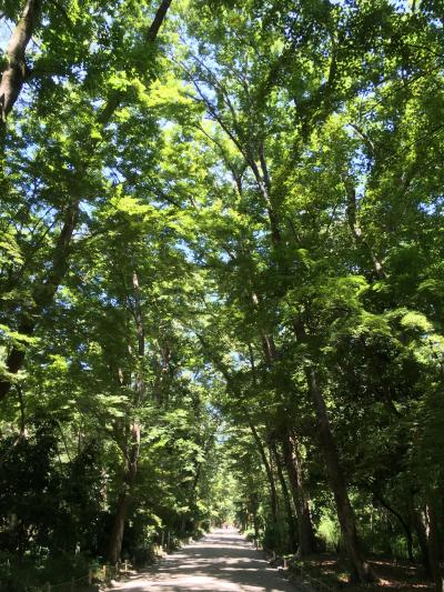 真夏の日帰り一人旅の京都1・糺の森と下鴨神社