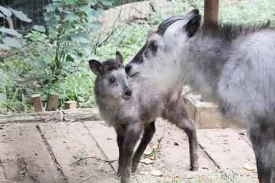 クオッカに会えなくても埼玉こども動物自然公園（前編）ニホンカモシカの赤ちゃんまじ妖精！＆成長しているコアラやキリンやウサギやヤギの子供たち他