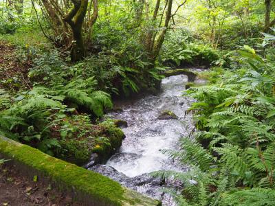 奥大山でスーハー深呼吸   ＼(￣０￣)／　2日目　木谷沢渓流