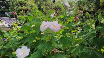 鶴舞公園の酔芙蓉園2020