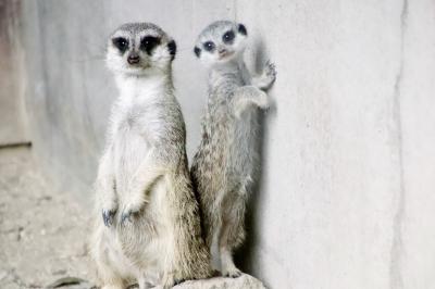 猛暑の夏にさくっと智光山公園こども動物園～ミーアキャットの赤ちゃんデビュー！～コツメカワウソのアキ・パパと息子たちはいつまで同居が見られるか