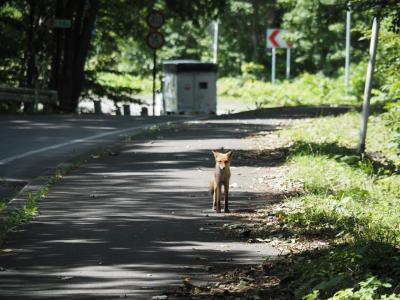 2020 夏休み　公共交通機関で函館＆道南旅２「大沼一周サイクリングで北キツネに出会う」