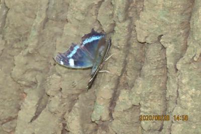 森のさんぽ道で見られた蝶(49)キアゲハ、キチョウ、ツバメシジミ、ルリタテハ、アカボシゴマダラ他