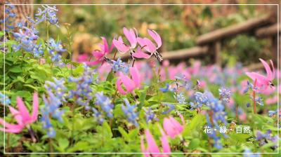 何もかも自由だった日を感謝を込めて振り返る「２０１９／花・緑・自然」