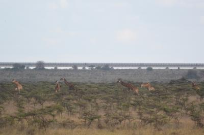 2019年　AFRICA　Wonderful Safari in Kenya ①（出国からナイロビヘ）