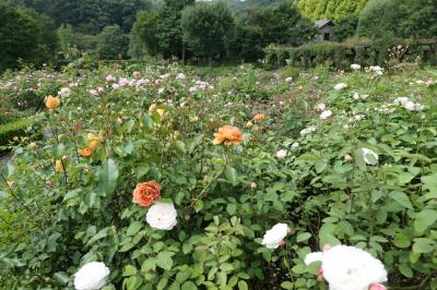 軽井沢の優雅な避暑♪　Vol.28　☆軽井沢レイクガーデン　盛夏の花風景♪