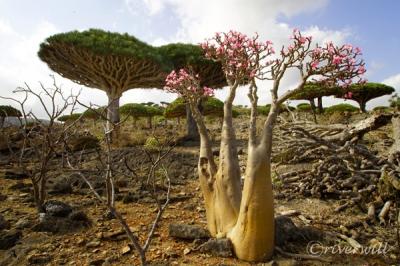 インド洋のガラパゴス！秘境ソコトラ島の旅④～龍血樹とボトルツリーの谷 前編