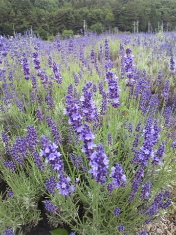 岐阜ラベンダー巡り2011